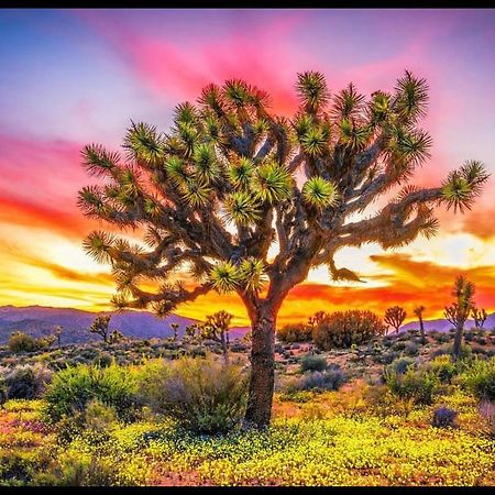 Desert Dreamer Yucca Valley Εξωτερικό φωτογραφία