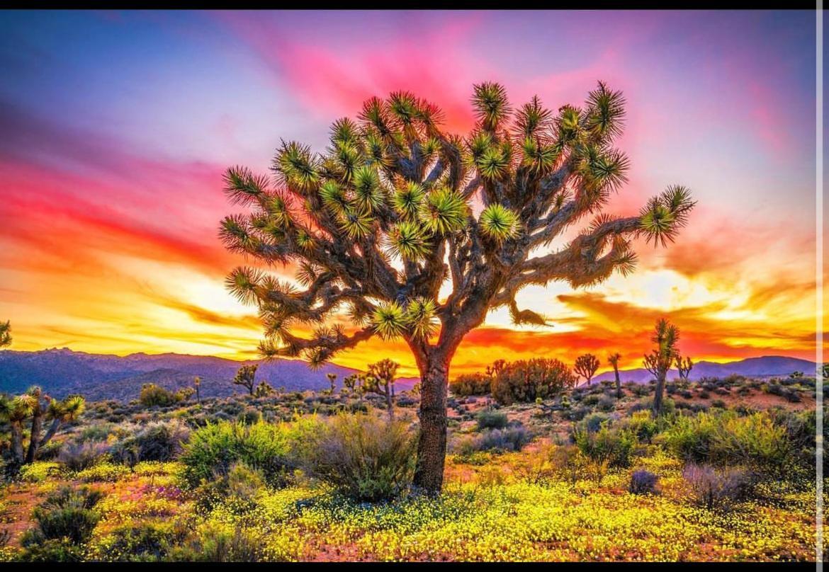 Desert Dreamer Yucca Valley Εξωτερικό φωτογραφία